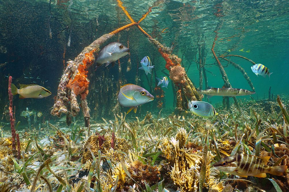 Un hotel de Panamá emprendió un programa activo de restauración del coral que involucra al huésped